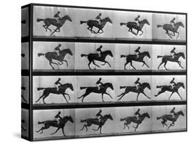 Muybridge Locomotion, Racehorse Galloping, 1887-Science Source-Stretched Canvas