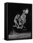 Muzzled Greyhound Captured at Full Speed by High Speed Camera in Race at Wonderland Track-Gjon Mili-Framed Stretched Canvas