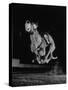 Muzzled Greyhound Captured at Full Speed by High Speed Camera in Race at Wonderland Track-Gjon Mili-Stretched Canvas