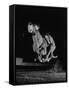 Muzzled Greyhound Captured at Full Speed by High Speed Camera in Race at Wonderland Track-Gjon Mili-Framed Stretched Canvas