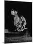 Muzzled Greyhound Captured at Full Speed by High Speed Camera in Race at Wonderland Track-Gjon Mili-Mounted Photographic Print