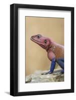 Mwanza flat-headed rock agama (Agama mwanzae), Serengeti National Park, Tanzania, East Africa, Afri-Ashley Morgan-Framed Photographic Print