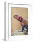 Mwanza flat-headed rock agama (Agama mwanzae), Serengeti National Park, Tanzania, East Africa, Afri-Ashley Morgan-Framed Photographic Print