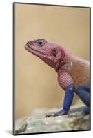 Mwanza flat-headed rock agama (Agama mwanzae), Serengeti National Park, Tanzania, East Africa, Afri-Ashley Morgan-Mounted Photographic Print