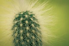 Macro Cactus-MXCLOUTI-Stretched Canvas