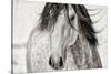 My Beautiful Mane-Lisa Dearing-Stretched Canvas