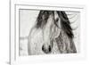 My Beautiful Mane-Lisa Dearing-Framed Photographic Print