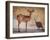 My best friend-Mathilde Guillemot-Framed Photographic Print