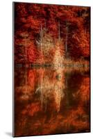 My Favorite Things-Philippe Sainte-Laudy-Mounted Photographic Print