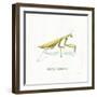 My Greenhouse Pray Mantis-Lisa Audit-Framed Art Print