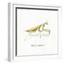 My Greenhouse Pray Mantis-Lisa Audit-Framed Art Print