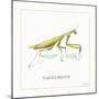 My Greenhouse Pray Mantis-Lisa Audit-Mounted Art Print