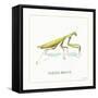 My Greenhouse Pray Mantis-Lisa Audit-Framed Stretched Canvas