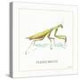 My Greenhouse Pray Mantis-Lisa Audit-Stretched Canvas