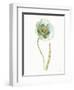 My Greenhouse Single Poppy I-Lisa Audit-Framed Art Print