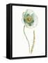 My Greenhouse Single Poppy I-Lisa Audit-Framed Stretched Canvas