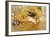 My Lady's at Home-Herbert William Weekes-Framed Giclee Print