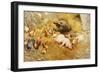 My Lady's at Home-Herbert William Weekes-Framed Giclee Print