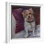 My little dog on silk cushion,  pastel-Margo Starkey-Framed Giclee Print