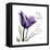 My Love Tulip-Albert Koetsier-Framed Stretched Canvas