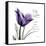 My Love Tulip-Albert Koetsier-Framed Stretched Canvas