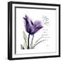 My Love Tulip-Albert Koetsier-Framed Premium Giclee Print