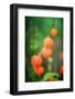 My Prayers-Philippe Sainte-Laudy-Framed Photographic Print