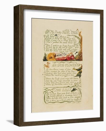 'My Pretty Rose Tree,' and 'Ah! Sun-Flower,' and 'The Lily,' from 'Songs of Experience,' 1794-William Blake-Framed Giclee Print