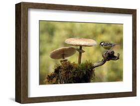 My Small Part of the World-Nicolás Merino-Framed Photographic Print