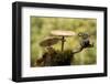 My Small Part of the World-Nicolás Merino-Framed Photographic Print