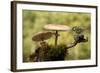 My Small Part of the World-Nicolás Merino-Framed Photographic Print