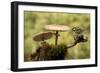 My Small Part of the World-Nicolás Merino-Framed Photographic Print