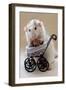 My Teddybear-Ellen Van Deelen-Framed Photographic Print