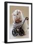 My Teddybear-Ellen Van Deelen-Framed Photographic Print