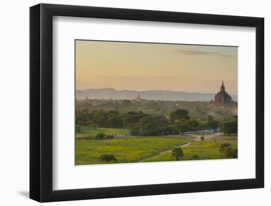 Myanmar. Bagan. Horse Carts and Cattle Walk the Roads at Sunset-Inger Hogstrom-Framed Photographic Print