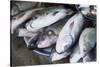 Myanmar. Bagan. Nyaung U. Fish for Sale in the Market-Inger Hogstrom-Stretched Canvas