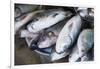 Myanmar. Bagan. Nyaung U. Fish for Sale in the Market-Inger Hogstrom-Framed Photographic Print