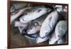 Myanmar. Bagan. Nyaung U. Fish for Sale in the Market-Inger Hogstrom-Framed Photographic Print