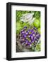 Myanmar. Bagan. Nyaung U. Market. Eggplant for Sale in the Market-Inger Hogstrom-Framed Photographic Print