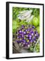 Myanmar. Bagan. Nyaung U. Market. Eggplant for Sale in the Market-Inger Hogstrom-Framed Photographic Print