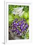 Myanmar. Bagan. Nyaung U. Market. Eggplant for Sale in the Market-Inger Hogstrom-Framed Premium Photographic Print