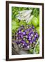 Myanmar. Bagan. Nyaung U. Market. Eggplant for Sale in the Market-Inger Hogstrom-Framed Premium Photographic Print