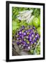 Myanmar. Bagan. Nyaung U. Market. Eggplant for Sale in the Market-Inger Hogstrom-Framed Premium Photographic Print