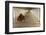 Myanmar, Bagan. Young Monk Walks the Hallway of Shwezigon Monastery in Bagan-Brenda Tharp-Framed Photographic Print