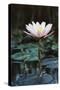 Myanmar, Close-Up View of Water Lily at Inle Lake-Russell Young-Stretched Canvas