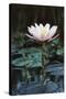 Myanmar, Close-Up View of Water Lily at Inle Lake-Russell Young-Stretched Canvas