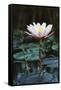 Myanmar, Close-Up View of Water Lily at Inle Lake-Russell Young-Framed Stretched Canvas