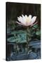 Myanmar, Close-Up View of Water Lily at Inle Lake-Russell Young-Stretched Canvas