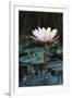 Myanmar, Close-Up View of Water Lily at Inle Lake-Russell Young-Framed Premium Photographic Print