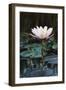 Myanmar, Close-Up View of Water Lily at Inle Lake-Russell Young-Framed Photographic Print